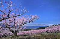 松代東条の杏-049