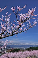 松代東条の杏-050