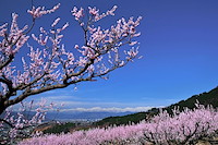 松代東条の杏-051