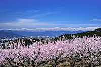 松代東条の杏-052