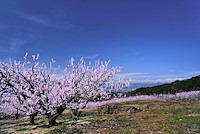 松代東条の杏-054