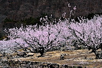 松代東条の杏-055