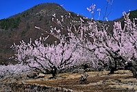 松代東条の杏-056