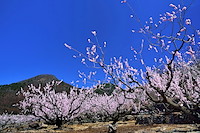 松代東条の杏-057