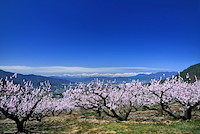 松代東条の杏-058