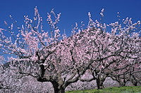 松代東条の杏-059