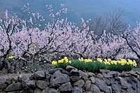 松代東条の杏-060