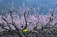 松代東条の杏-061