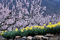 松代東条の杏-062