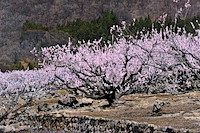 松代東条の杏-063