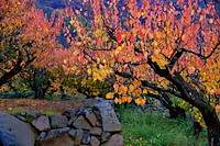 松代東条の杏-064