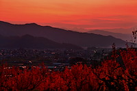 松代東条の杏-065