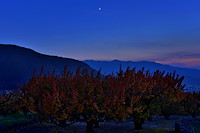 松代東条の杏-066