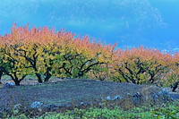 松代東条の杏-067