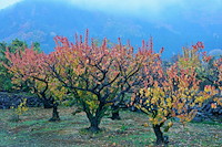 松代東条の杏-068