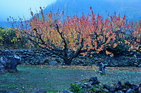 松代東条の杏-069