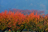 松代東条の杏-070