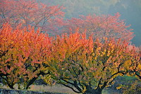 松代東条の杏-071