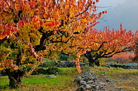 松代東条の杏-072