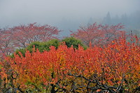 松代東条の杏-073