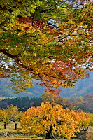 松代東条の杏-074