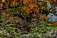 松代東条の杏-075