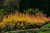 松代東条の杏-076