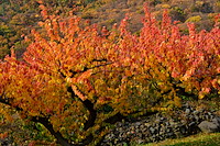 松代東条の杏-077