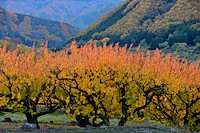 松代東条の杏-078