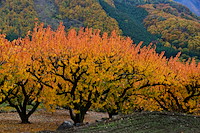 松代東条の杏-079