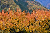 松代東条の杏-080