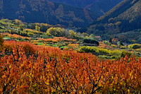 松代東条の杏-081