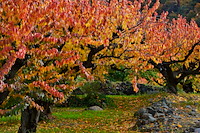 松代東条の杏-082