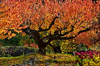 松代東条の杏-083