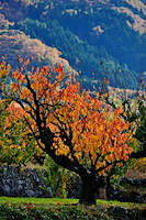 松代東条の杏-084