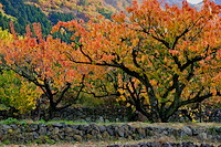 松代東条の杏-085