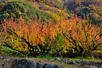 松代東条の杏-086