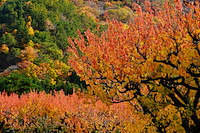 松代東条の杏-087