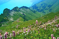 ロートホルン-010